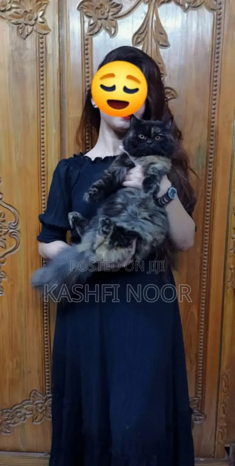 1+ year Female Purebred Persian