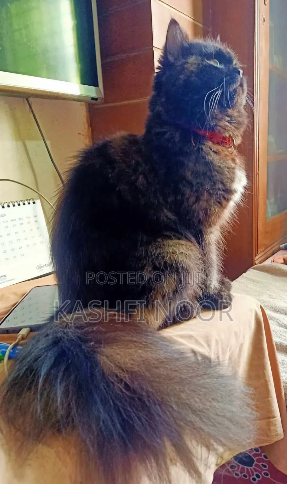 1+ year Female Purebred Persian