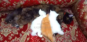 1+ year Female Purebred Persian