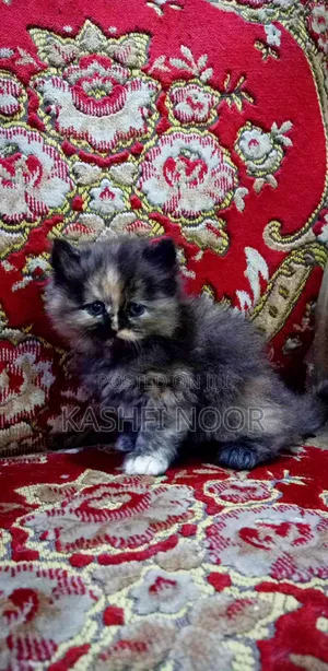 Photo - 1-3 months Female Purebred Persian