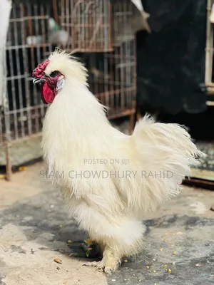 Photo - Silky Murgi