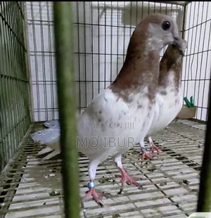 Photo - Red Neck Budapest Highflyer