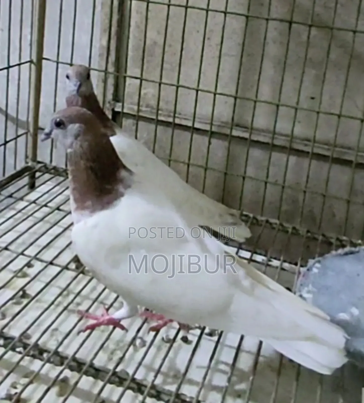 Red Neck Budapest Highflyer