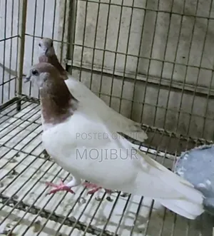 Red Neck Budapest Highflyer