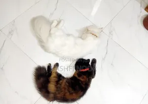 1+ year Female Purebred Persian