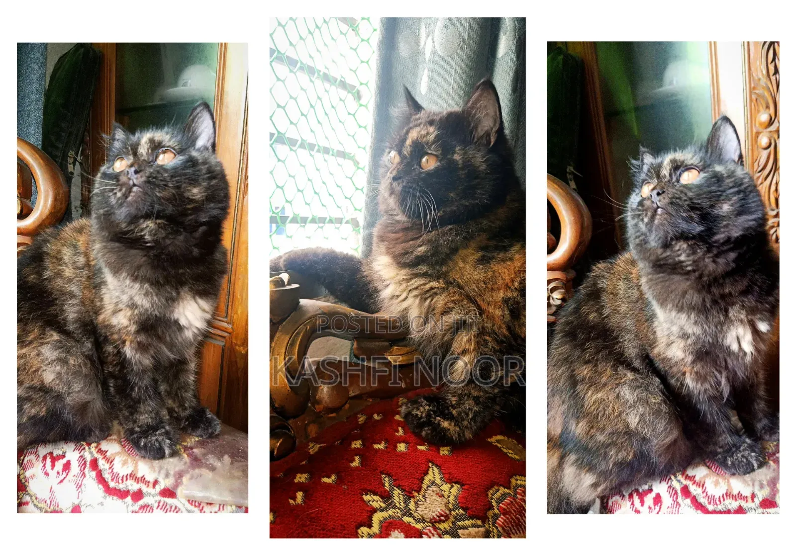 1+ year Female Purebred Persian