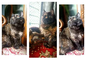 1+ year Female Purebred Persian