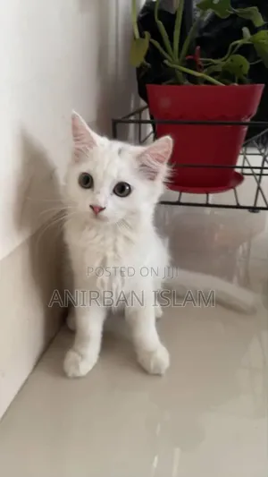 Photo - 1-3 months Male Purebred Persian