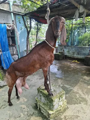 Photo - 1+ year Female Purebred American Bobtail