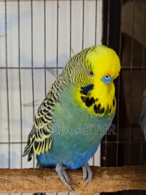 Photo - English Baazigar Bird