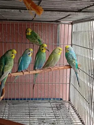 Photo - Bird Bajrigar