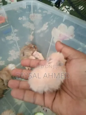 Photo - Siriyan Hamster সিরিয়াল হেমিস্টার বিলাতি ইঁদুর