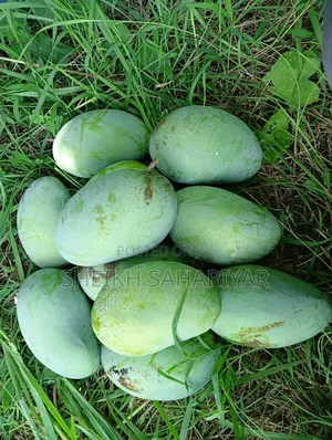 Photo - Mango Tree