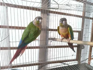 Photo - Red Factor Greencheek Conure