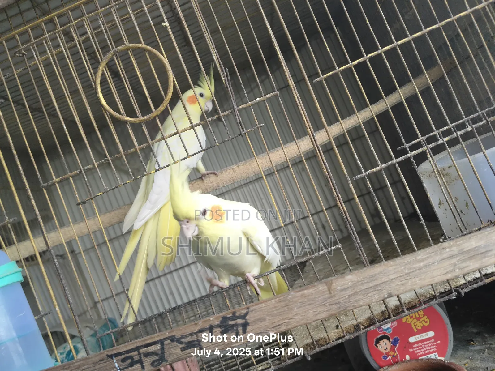 Selling Heavy Parrot Cocktail Bird