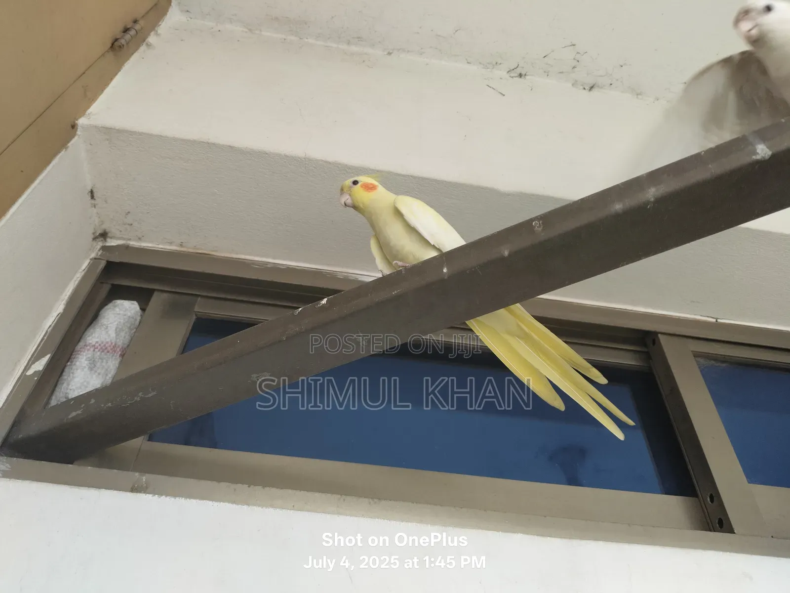 Selling Heavy Parrot Cocktail Bird