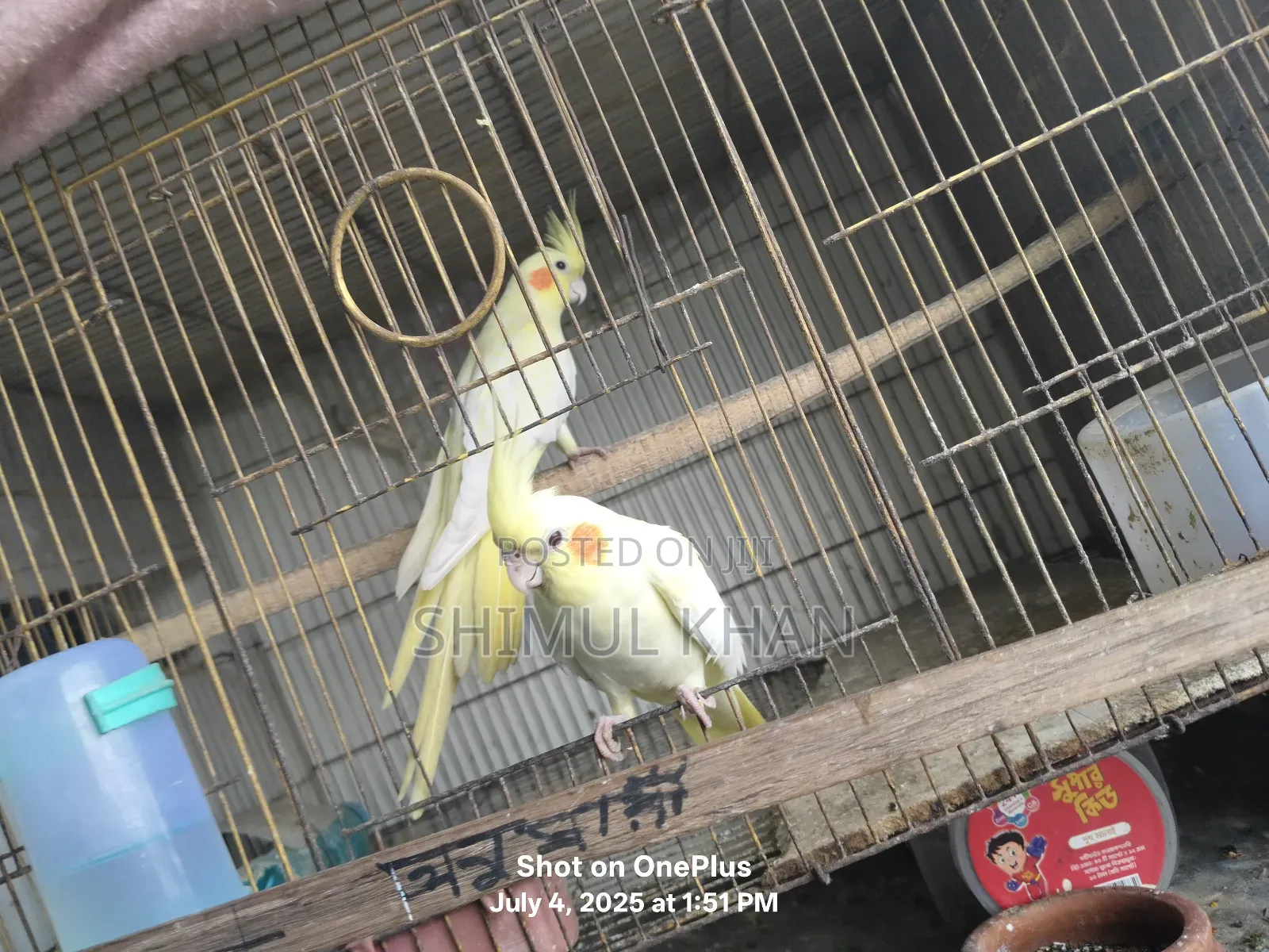 Selling Heavy Parrot Cocktail Bird