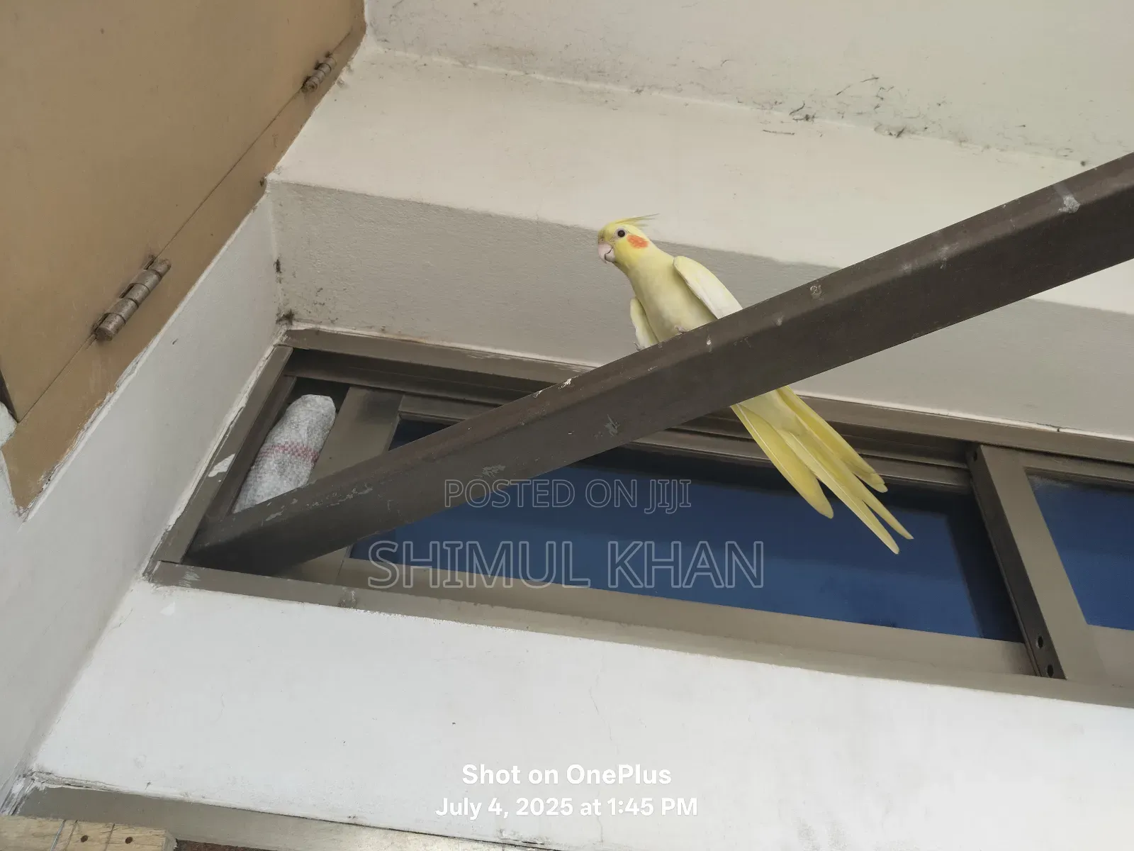 Selling Heavy Parrot Cocktail Bird