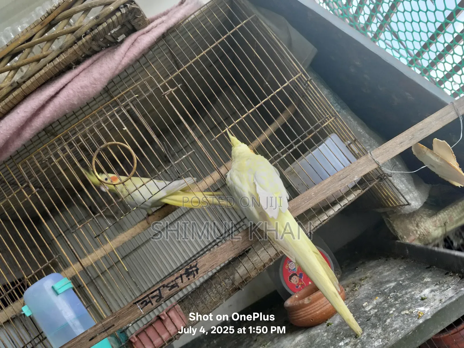 Selling Heavy Parrot Cocktail Bird