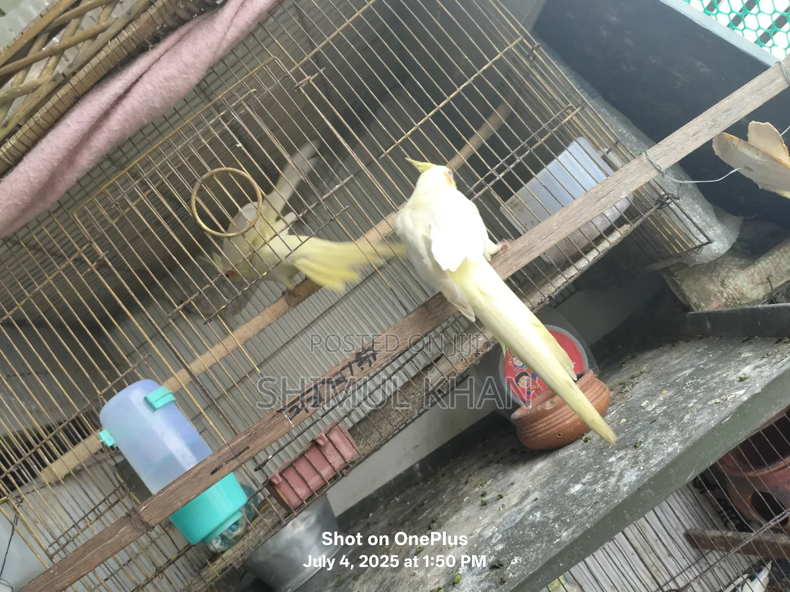 Selling Heavy Parrot Cocktail Bird