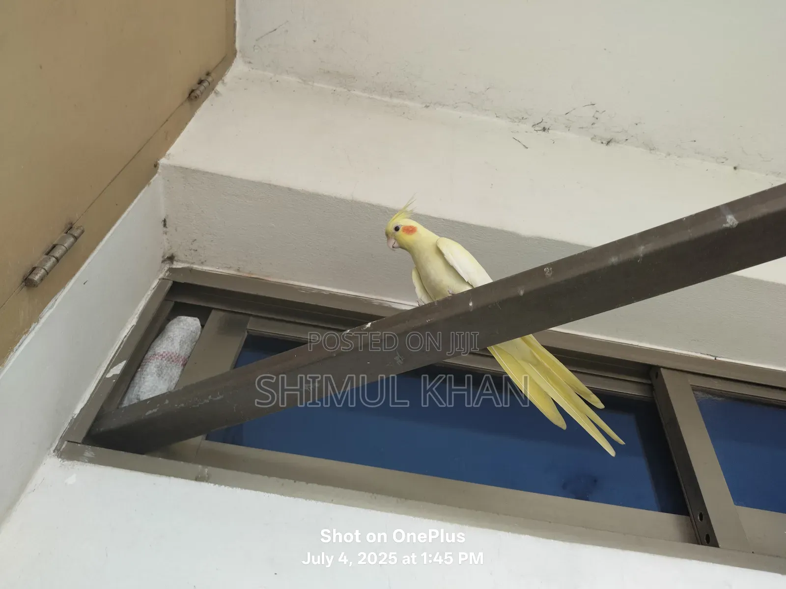 Selling Heavy Parrot Cocktail Bird