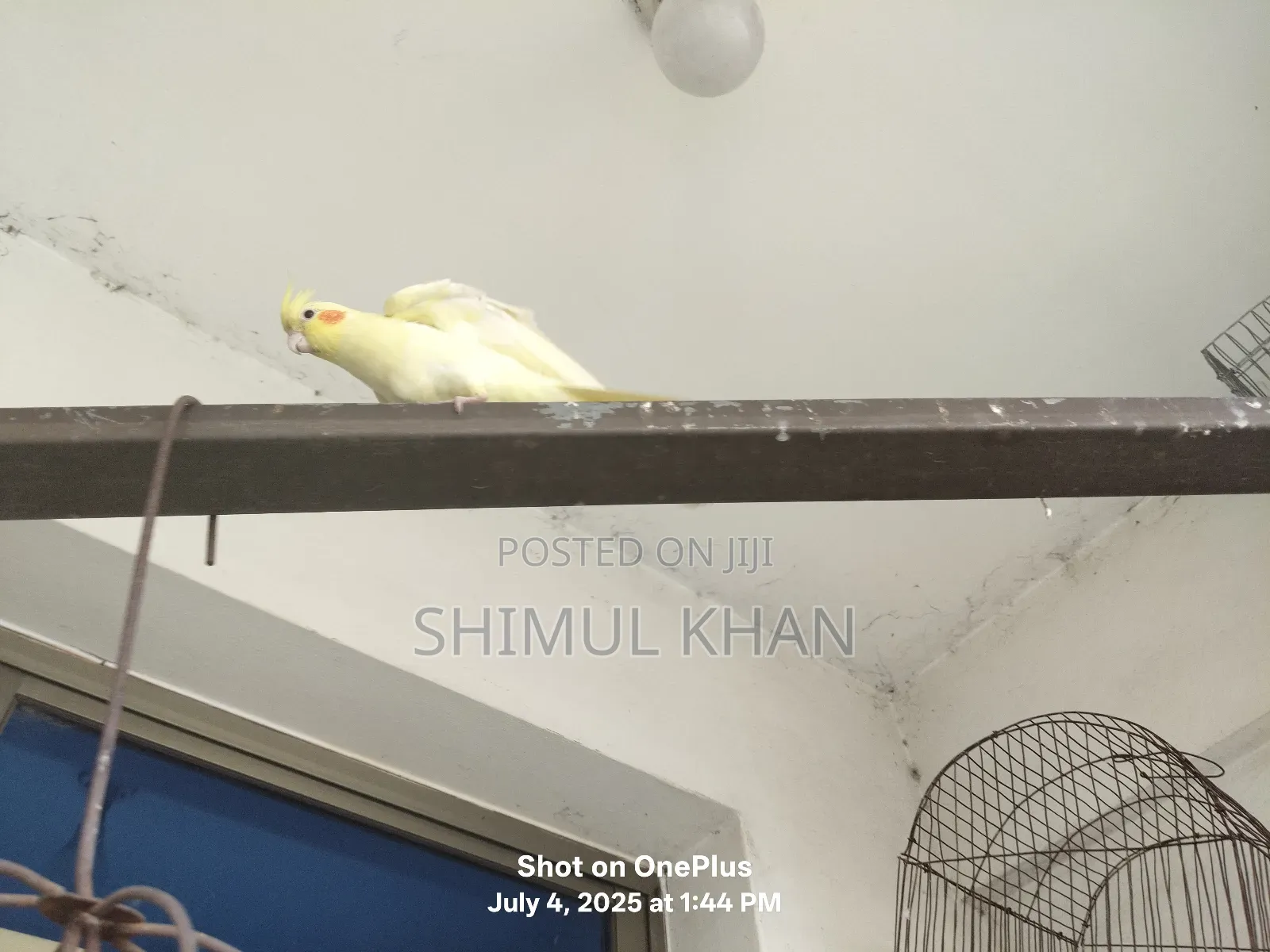 Selling Heavy Parrot Cocktail Bird