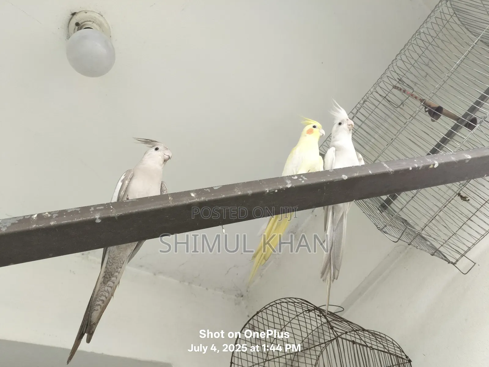 Selling Heavy Parrot Cocktail Bird