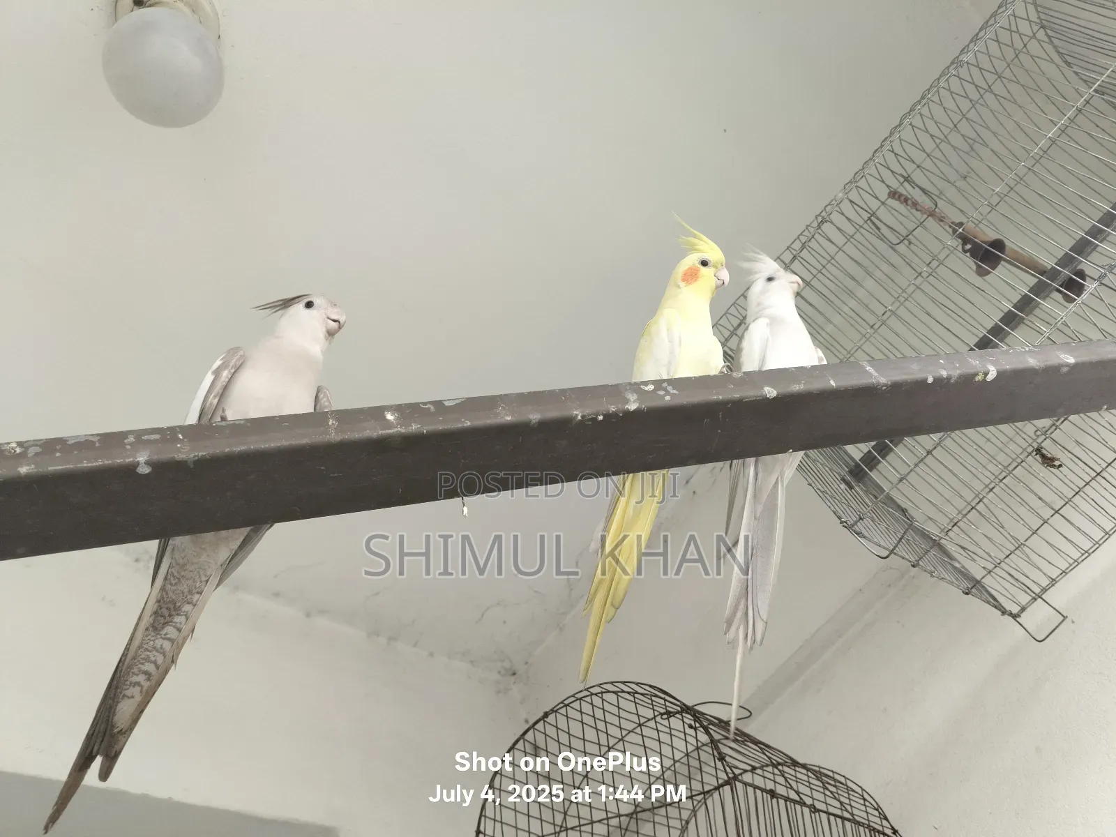 Selling Heavy Parrot Cocktail Bird