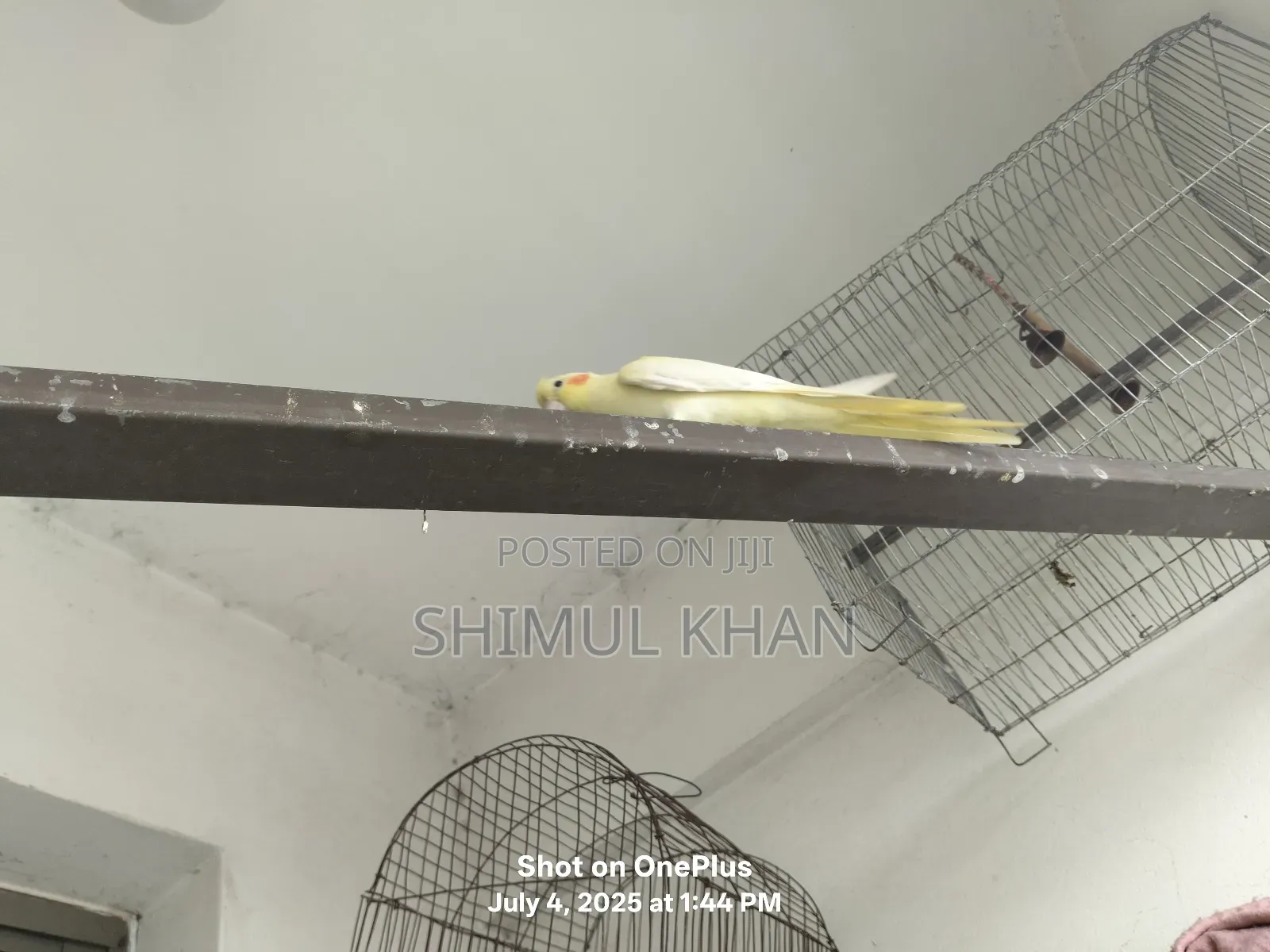 Selling Heavy Parrot Cocktail Bird