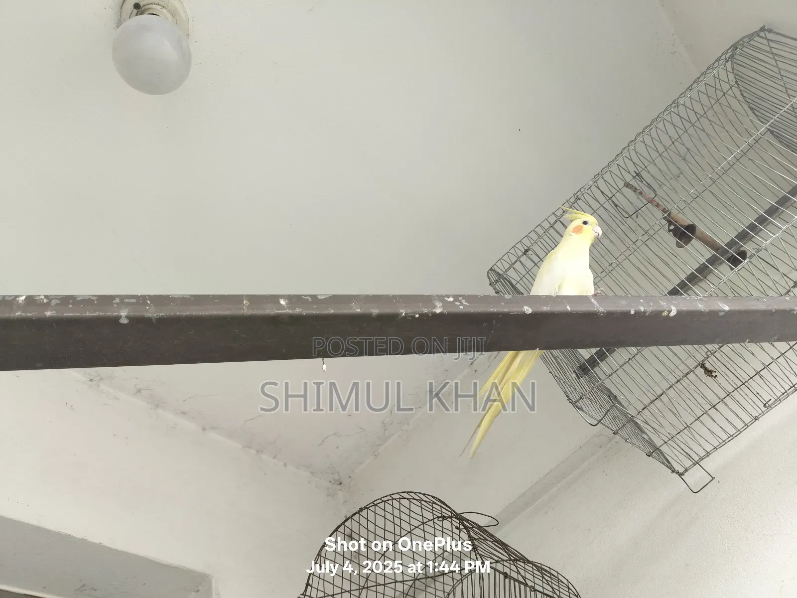 Selling Heavy Parrot Cocktail Bird