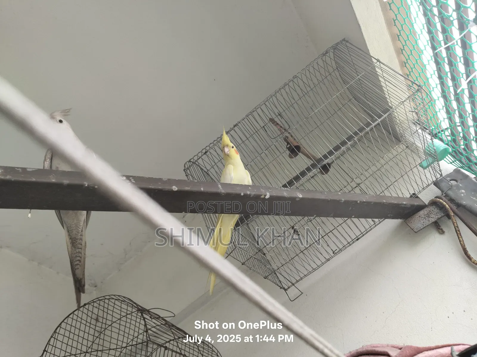 Selling Heavy Parrot Cocktail Bird