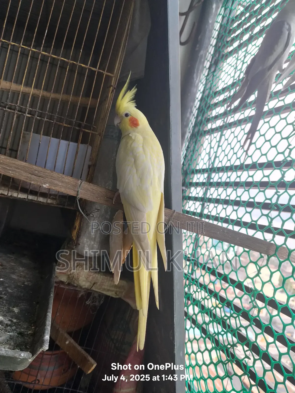 Selling Heavy Parrot Cocktail Bird