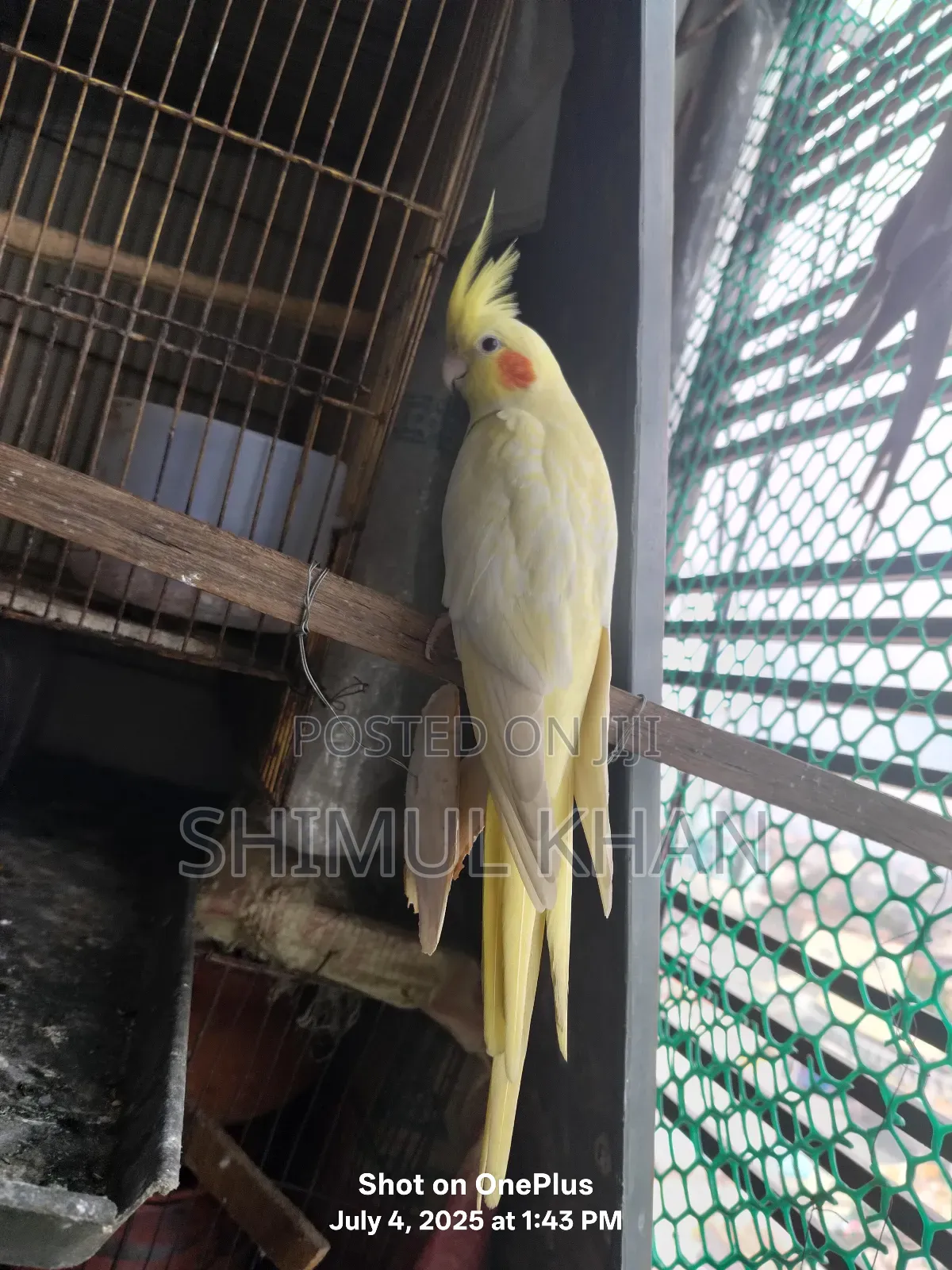 Selling Heavy Parrot Cocktail Bird