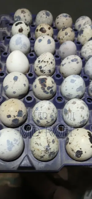 Photo - Quial Eggs