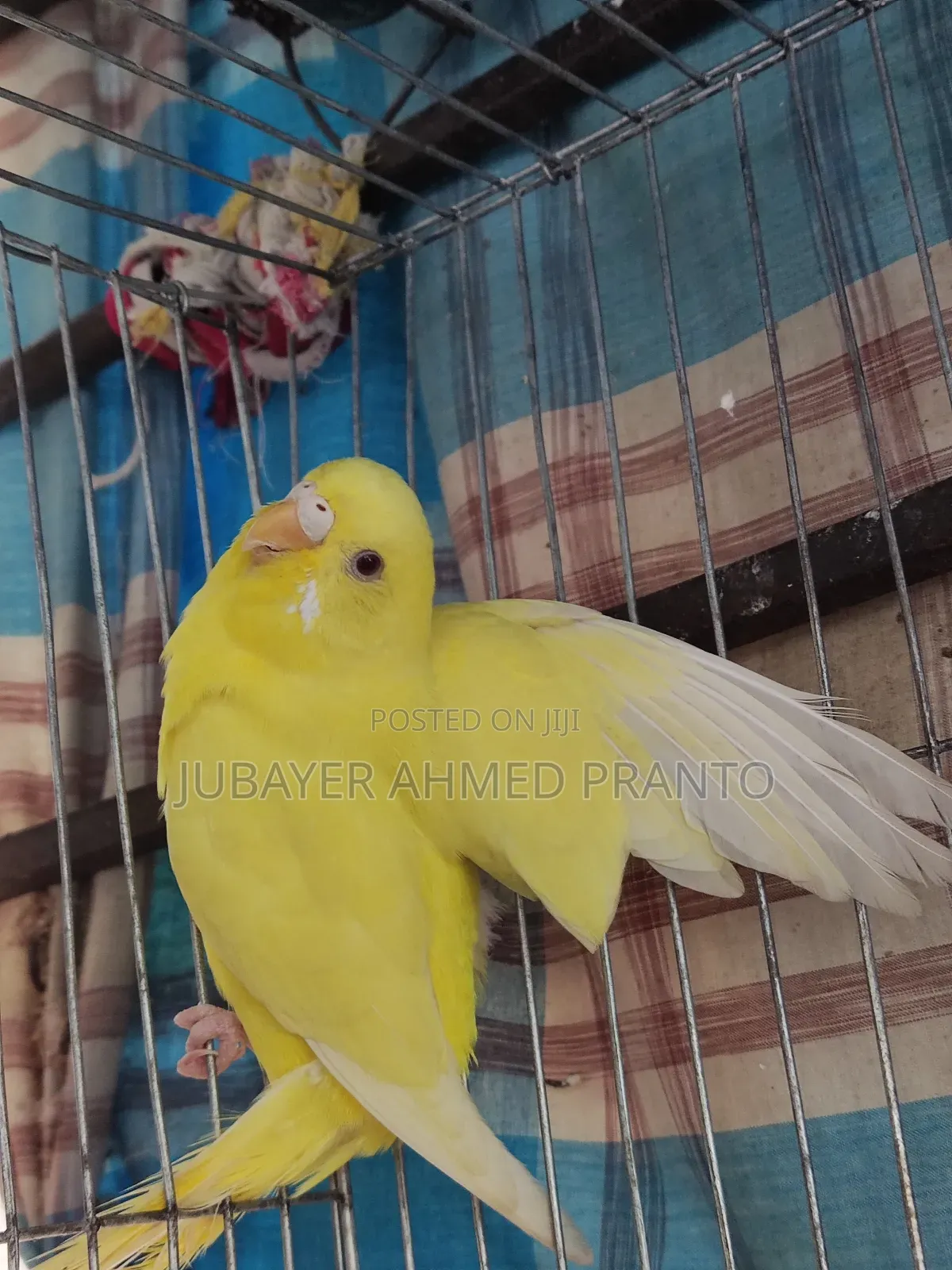 বাজিগর Lutino Red Eye