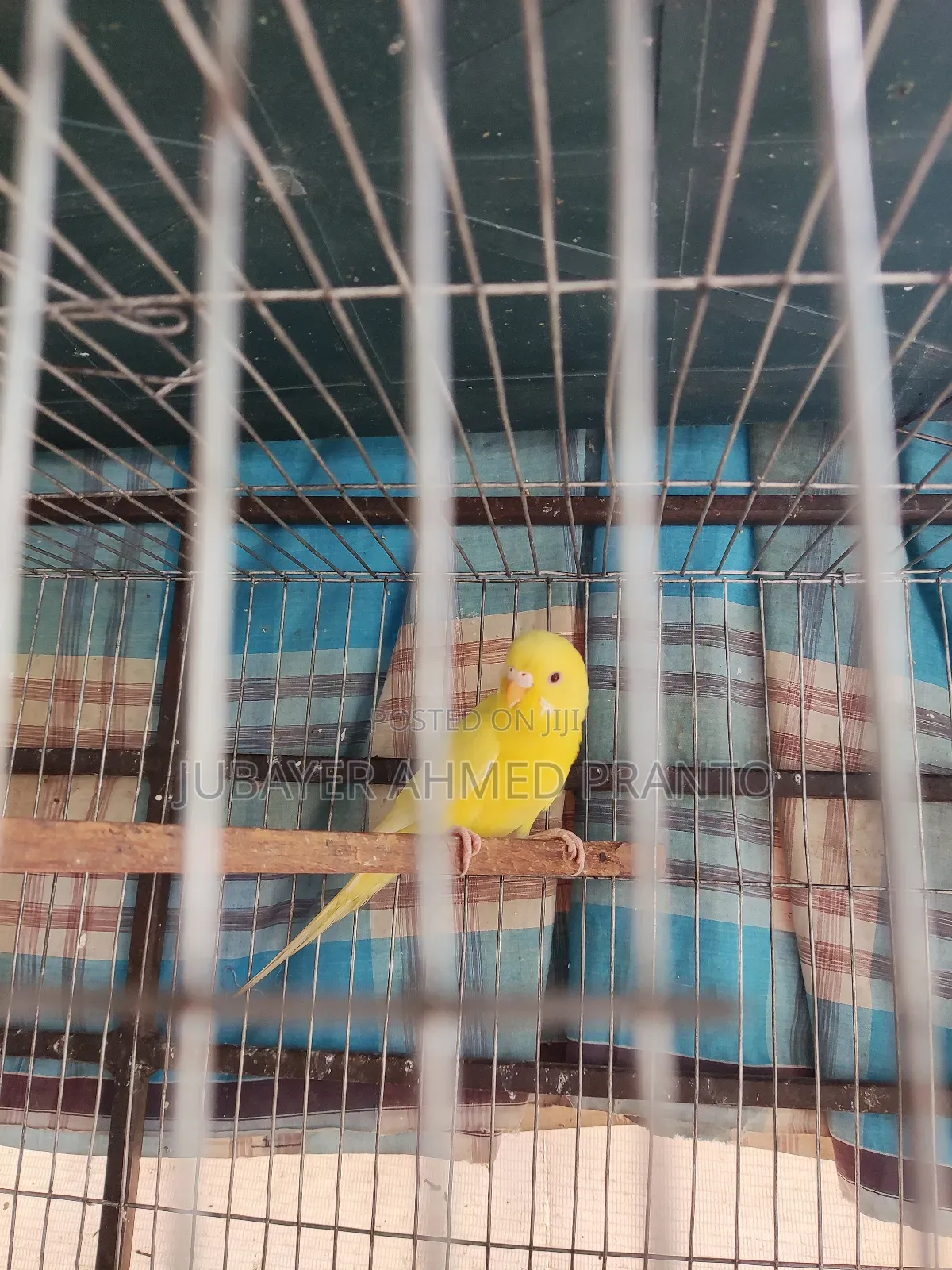 বাজিগর Lutino Red Eye