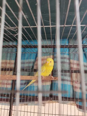 বাজিগর Lutino Red Eye