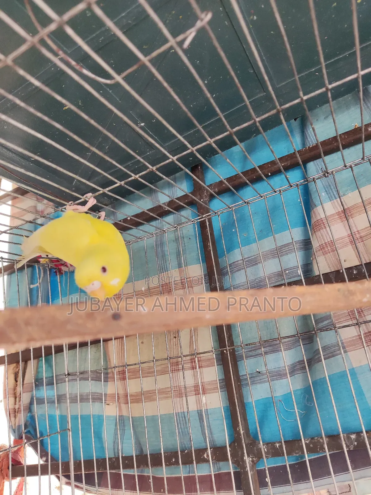 বাজিগর Lutino Red Eye