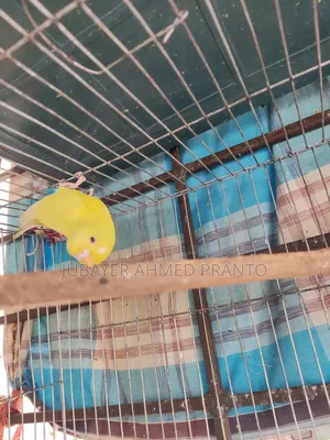 বাজিগর Lutino Red Eye