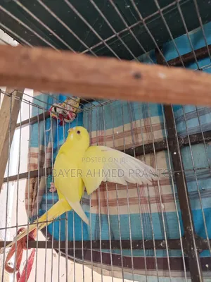 বাজিগর Lutino Red Eye