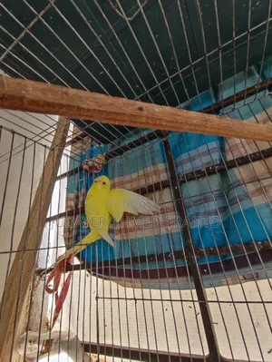 বাজিগর Lutino Red Eye