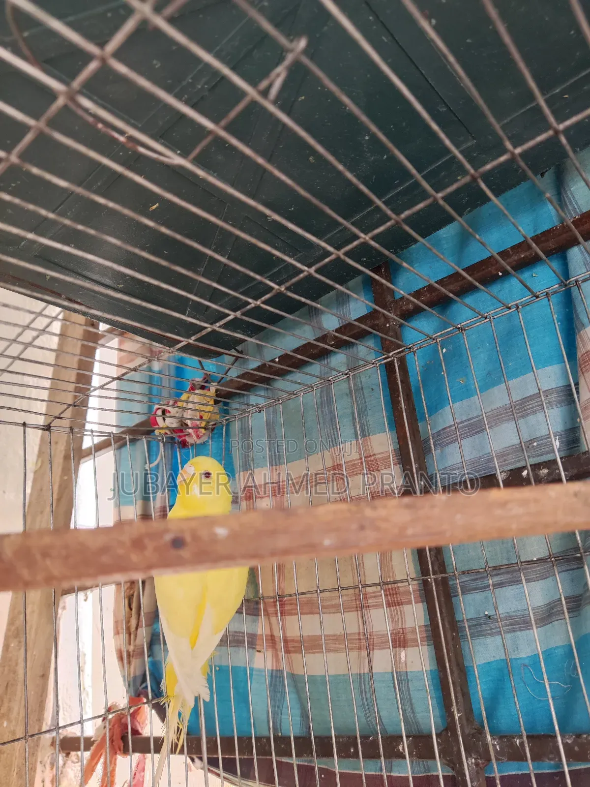 বাজিগর Lutino Red Eye