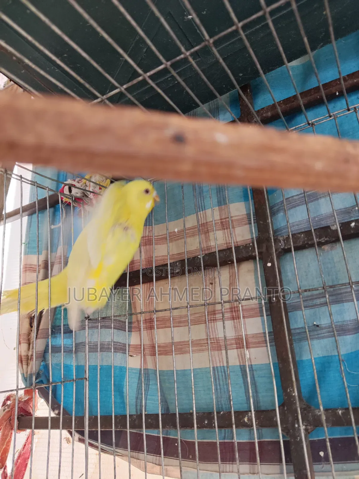 বাজিগর Lutino Red Eye