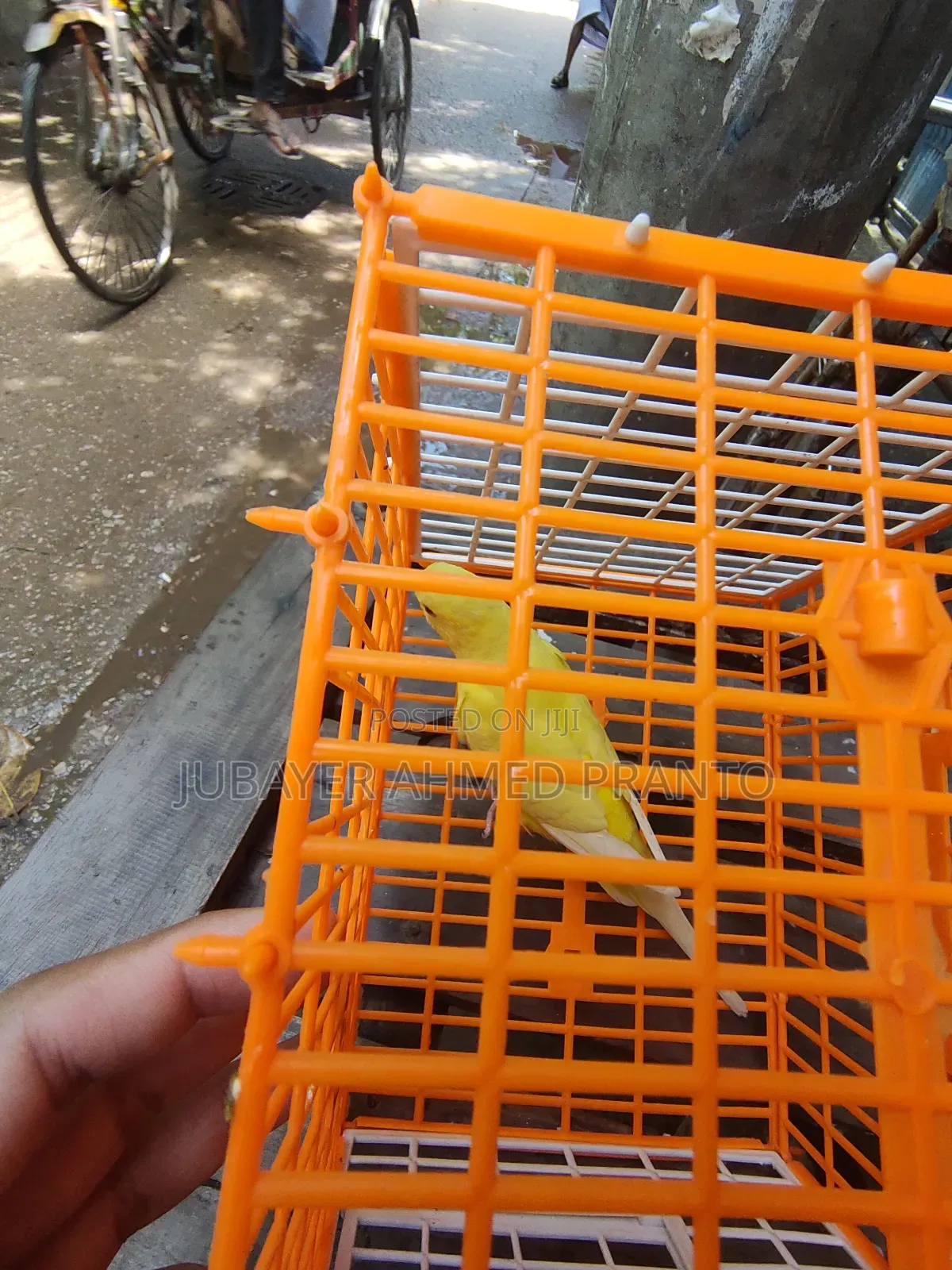 বাজিগর Lutino Red Eye