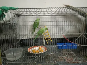 Photo - Indian Ringneck Parrot