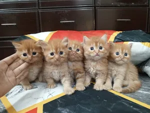 Photo - 1-3 months Male Purebred Persian