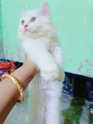 Photo - 1-3 months Female Purebred Persian