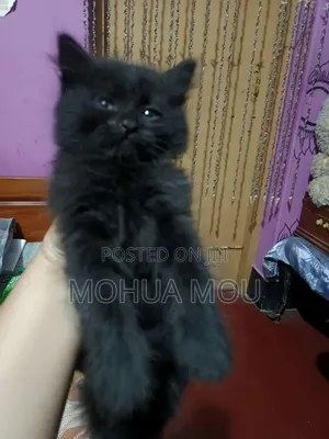 Photo - 1-3 months Male Purebred Persian