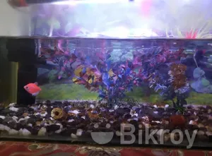 Photo - Fish Aquarium