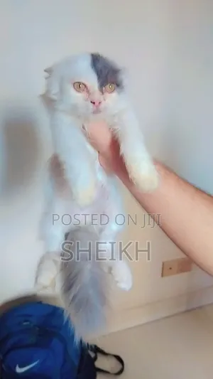 Photo - 1-3 months Male Purebred Persian